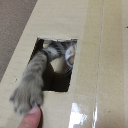 「もぐらたたきごっこ」※猫に叩いてもらう装置