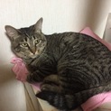 野良猫でした