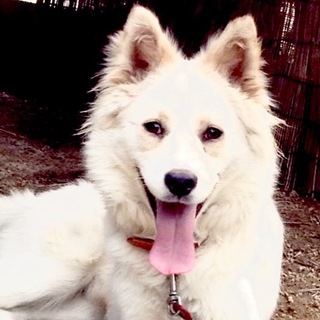 生後1歳くらいのチロ♂幸せになって欲しい！