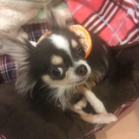 豆太郎