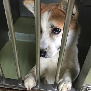 まだ1歳〜2歳です。かわいい男の子。