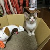 ぬいぐるみの三毛猫と一緒に。