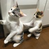 うなぎと友達ニャンコのうにちゃんのシンクロ（≧∇≦）