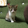 新しく家族になったうずら。