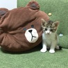 ブラウンと一緒に。