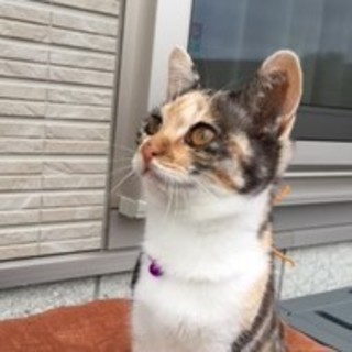 募集停止中☆マロンちゃん