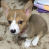 ルナ