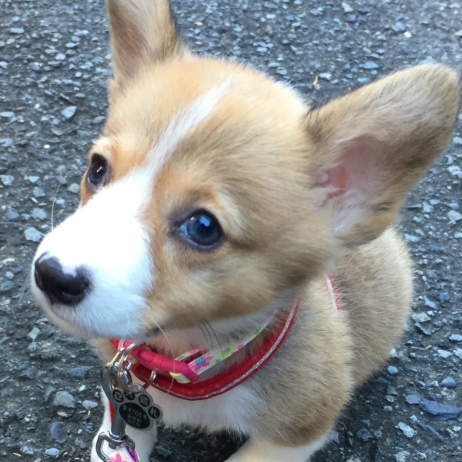 ルナのカバー写真