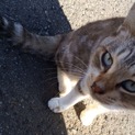 やわらかな毛色の可愛らしい猫ちゃんです。