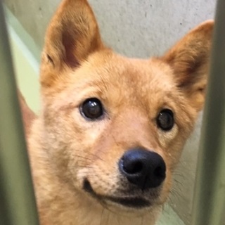 11月18日期限！小さめで甘え上手な女の子！