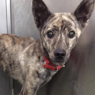 11月18日期限！綺麗な瞳の小さめ女の子！