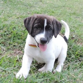 南国生まれ。２ヶ月の女の子