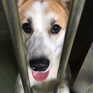 11月19日期限！人懐こい明るい性格の男の子！