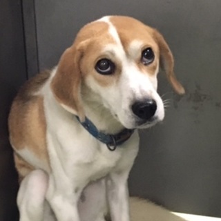 11月19日期限！不安で震えている大人しい女の子！