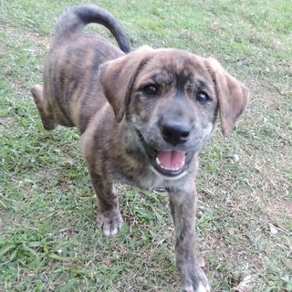 ２ヶ月の女の子。カッコ可愛いブリンドル！