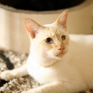 とびきり甘ったれBOY