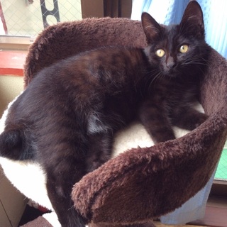 ジジちゃんのような黒猫さん、柚子ちゃん❤️