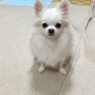 里親をさがしております。