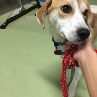 寂しいよ、お母さんになって！3歳くらい女の子