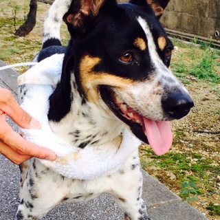 甘えん坊です。