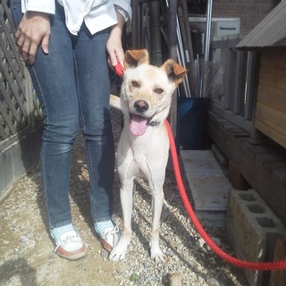 お庭飼育で元気いっぱい甘えん坊マロンくん