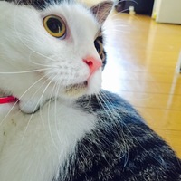 アシュ