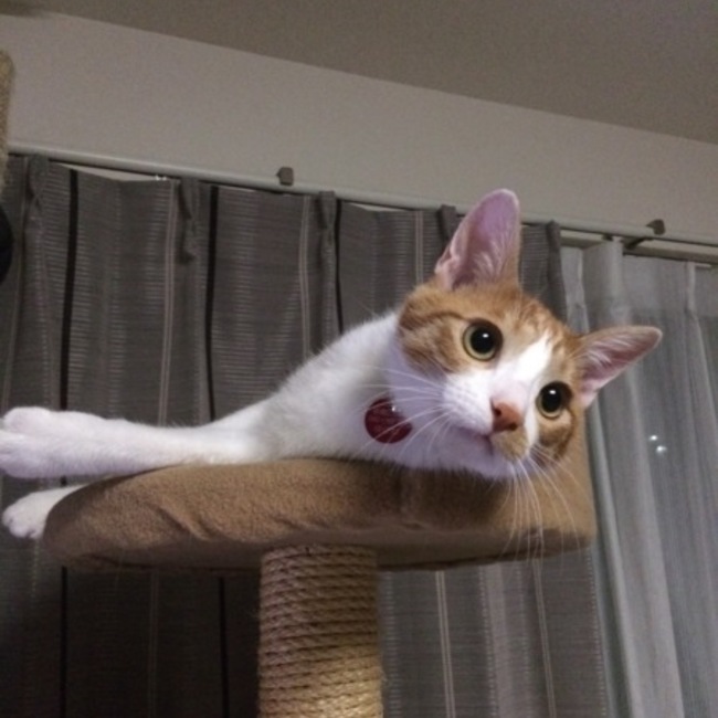 こねこの里親探し中のカバー写真