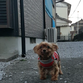 ヨークシャーテリア★メス★9才★３kg極小