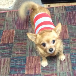 ヨークシャMIX★オス★7才★.6kg