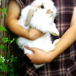 里親募集(一時停止)