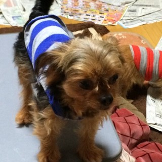 ヨークシャーテリア★メス★7才★2.8kg極小