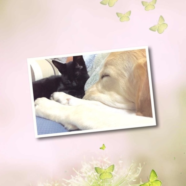 *Lyon*のカバー写真