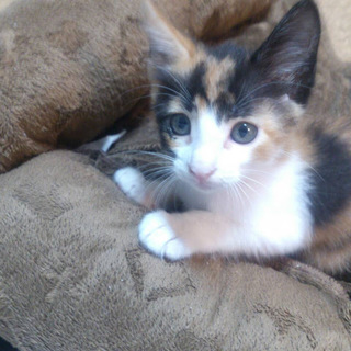 美人三毛「ららちゃん」女の子☆１ヶ月半