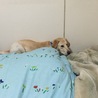 チェロを、追っかけているうちにズボっとベッドと壁の隙間にハマる。