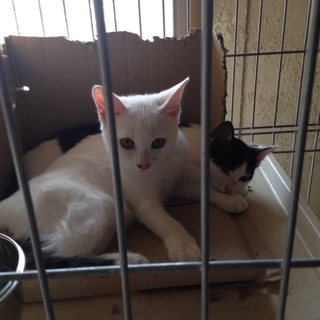 4兄弟、残った最後の1匹の里親さんを募集しています