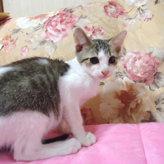 茶トラ×白ソックス♂　生後３ヶ月