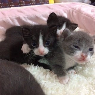 子猫4匹。人懐こい。元気！