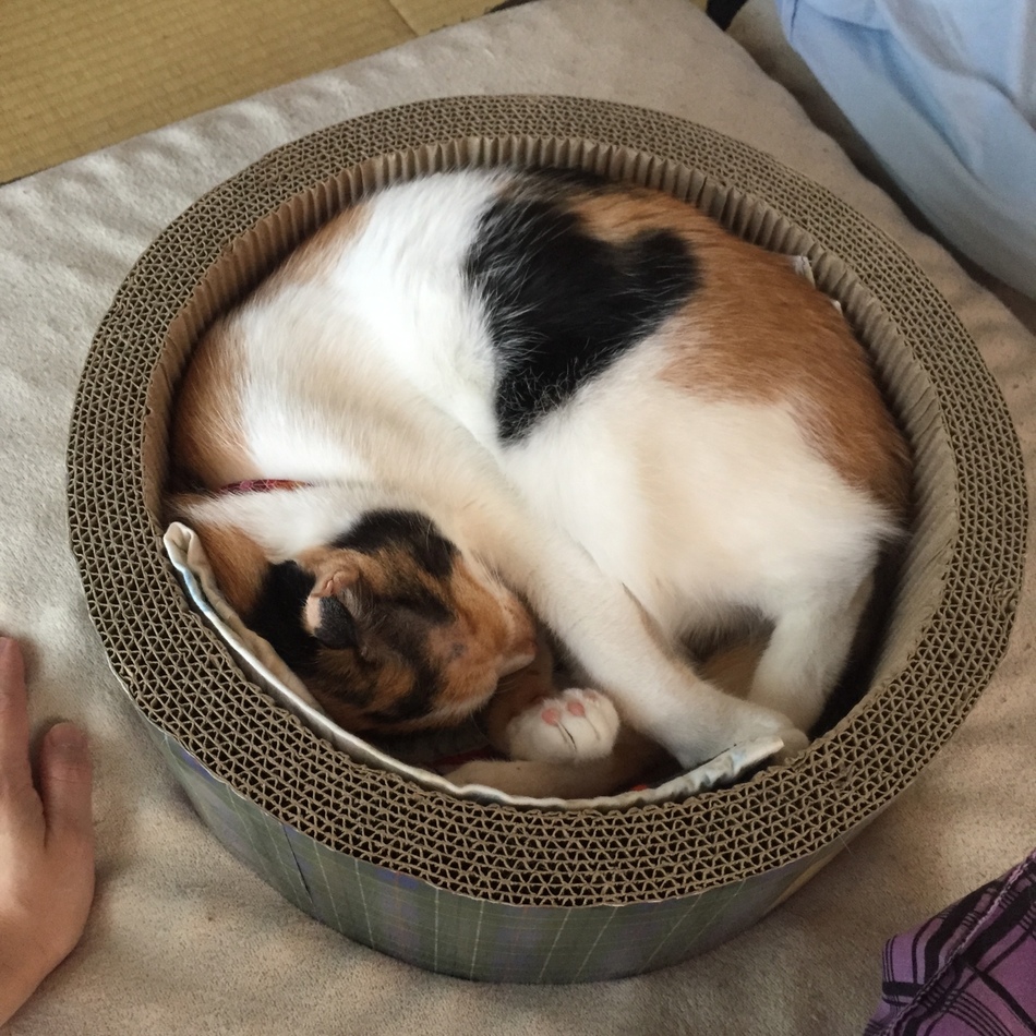 うづきのカバー写真