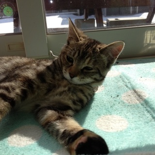 三歳メス キジトラ  シッポまっすぐ