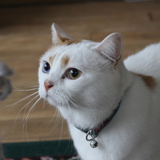 オッドアイの貴公子、ニコ君