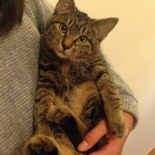 おだやか甘えん坊キジトラ女の子