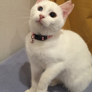 人慣れ抜群！めいちゃん（♀）推定8ヶ月　