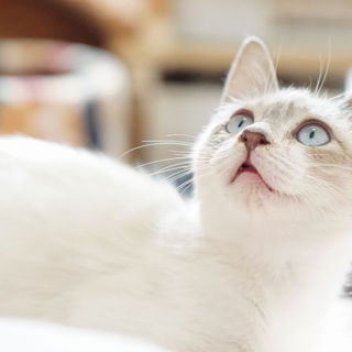 元気なシャムミックス男の子