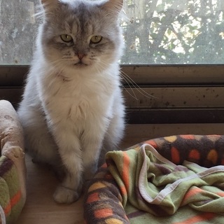 モフオくんの里親募集