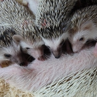 ハリネズミの赤ちゃんが産まれました！