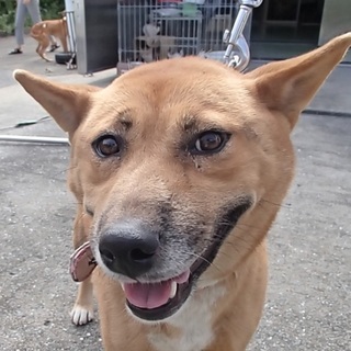 緊急募集！！無駄吠えもなく人慣れした女の子