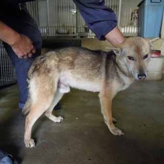 期限切迫！！人なつっこい小ぶりな男の子です。