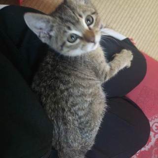 キジトラのオスです‼