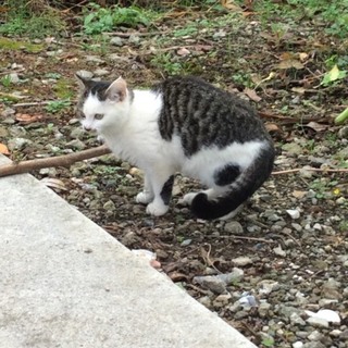 のらねこが赤ちゃん産みました