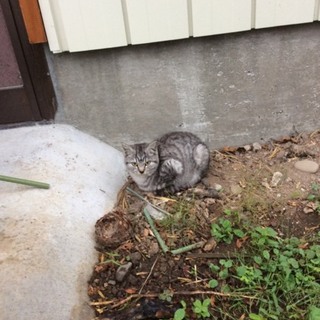 のらねこが赤ちゃん産みました2